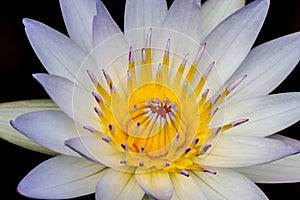 Closeup of a Tropical White Water Lily Flower (Nymphaeaceae) photo