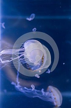 Closeup of true and color-striped jellyfishes