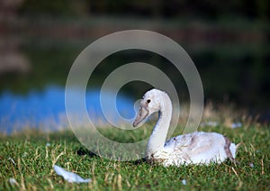 Closeup of a trumpeter swan (Cygnus buccinator) sitting in the grass