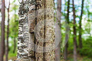 Closeup of the trunk of a birch tree. Old, torn birch bark
