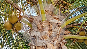 Closeup of trunk of a palm tree with coconuts among green leaves