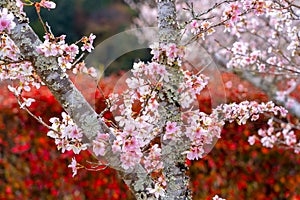 Closeup of pink sakura cherry blossom branches blooming on the tree trunk on red autumn trees background in Japan.