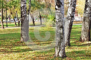 Closeup of trunks of birch trees in park