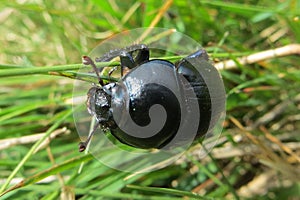 Closeup of Trypocopris vernalis on a plant stem with blurred background