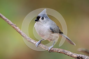 Closeup of a tufted titmouse, Baeolophus bicolor perched on a branch.
