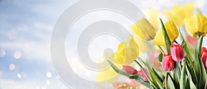 Closeup of tulip bouquet in garden with bokeh background. Creative spring flower bud frame. Easter, mother`s day and seasonal