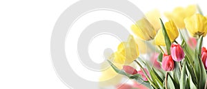 Closeup of tulip bouquet in garden isolated on white background. Creative spring flower bud frame. Easter, mother`s day and