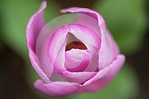 Closeup tulip, Keukenhof Garden, Holland