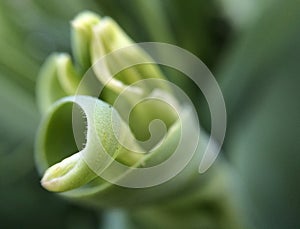 Closeup of tulip unfurling