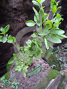 A closeup with Tulsi plant