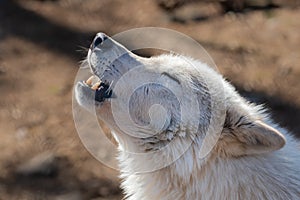 A closeup of a tundra wolf howling with her eyes closed