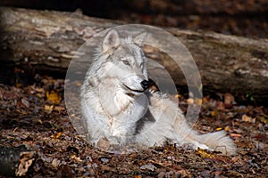 A closeup of a tundra wolf laying on the ground in front of a fallen tree looking slightly right