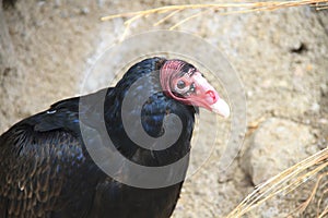 Closeup of a turkey vulture