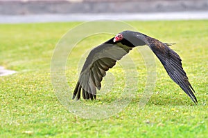 Closeup of a turkey vulture, Cathartes aura