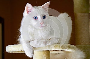 Closeup of Turkish Angora Cat photo