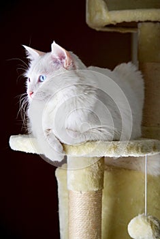 Detallado de turco gato 