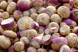 Closeup of Turnip vegetable