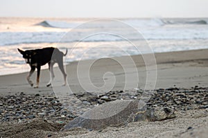 Closeup of turtle laying eggs  and straying black dog wandering along the beach