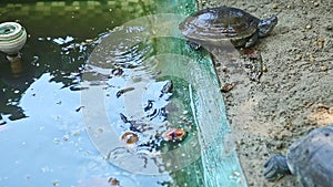 Closeup turtle rest on sand near green pond with swimming turtles in it