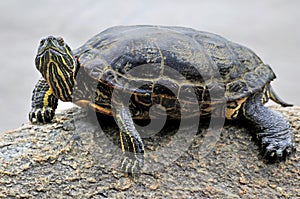 Closeup of a turtle resting on a rock in a lake