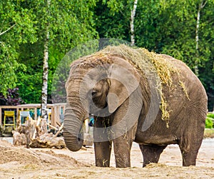 Closeup of a tusked african elephant eating and playing with grass, Vulnerable animal specie from Africa