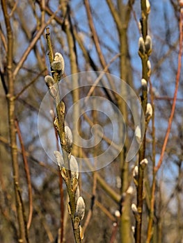 Closeup of twig with catkins of a pussy willow