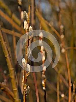 Closeup of twig with catkins of a pussy willow