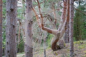 Closeup of twisted pine tree trunk. Old twisted pine tree.