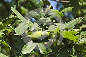 Closeup of two acorns growing on the oak tree