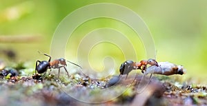 Closeup of two ants isolated on bokeh background