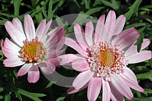 Closeup of two Argyranthemum frutescens \'Kudel Start\'