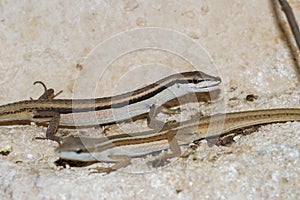 Closeup of two Asian grass lizards in the enclosure in the zoo