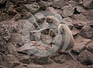 Closeup on two Baboon monkeys , Papio , sitting on stone at Parc Paradisio , Belgium