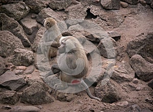 Closeup on two Baboon monkeys , Papio , sitting on stone at Parc Paradisio , Belgium