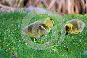 Closeup of two baby goslings in the grass