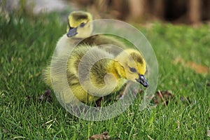 Closeup of two baby goslings in the grass