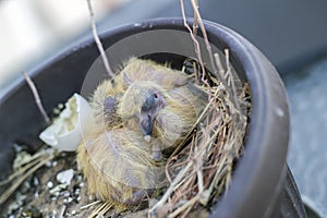 Closeup of two baby pigeons chicks sitting in the nest and sleeping
