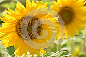 Closeup of two beautiful yellow sunflowers on a sunny summer day