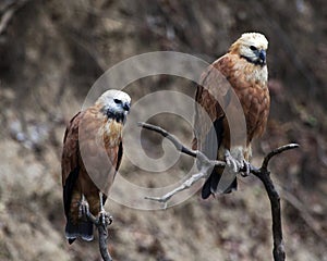 Closeup of two bird of prey Black-collared Hawks Busarellus nigricollis in Pampas del Yacuma, Bolivia