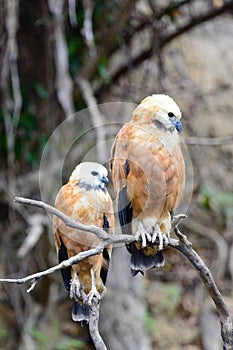 Closeup of two Black-collared Hawks Busarellus nigricollis in Pampas del Yacuma, Bolivia