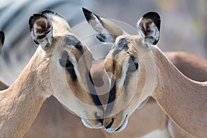 Closeup of two blackfaced Impala.