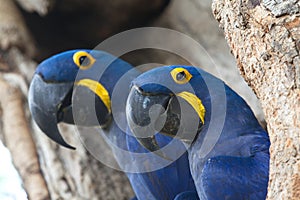 Closeup two blue Hyacinth macaws Anodorhynchus hyacinthinus nesting in tree hollow Pantanal, Brazil