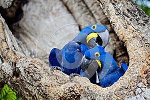 Closeup of two blue Hyacinth macaws Anodorhynchus hyacinthinus nesting in tree hollow in Transpantaneira, Pantanal, Brazil. photo