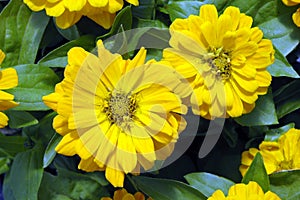 Closeup of Two Bright Yellow Zinnia Flowers