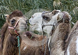 Closeup of Two Camels Head and Shoulders