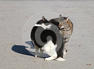 Two cats in a conflict over grey background