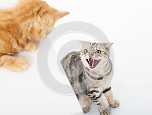 Closeup of two cats in a conflict over white background