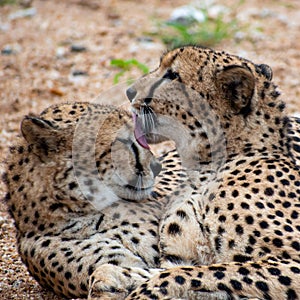 Closeup of two cheetahs laying close to each other in South Africa