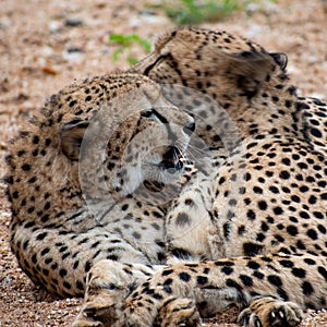 Closeup of two cheetahs laying close to each other in South Africa