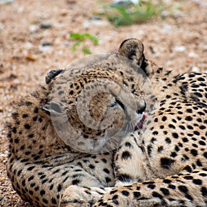 Closeup of two cheetahs laying close to each other in South Africa